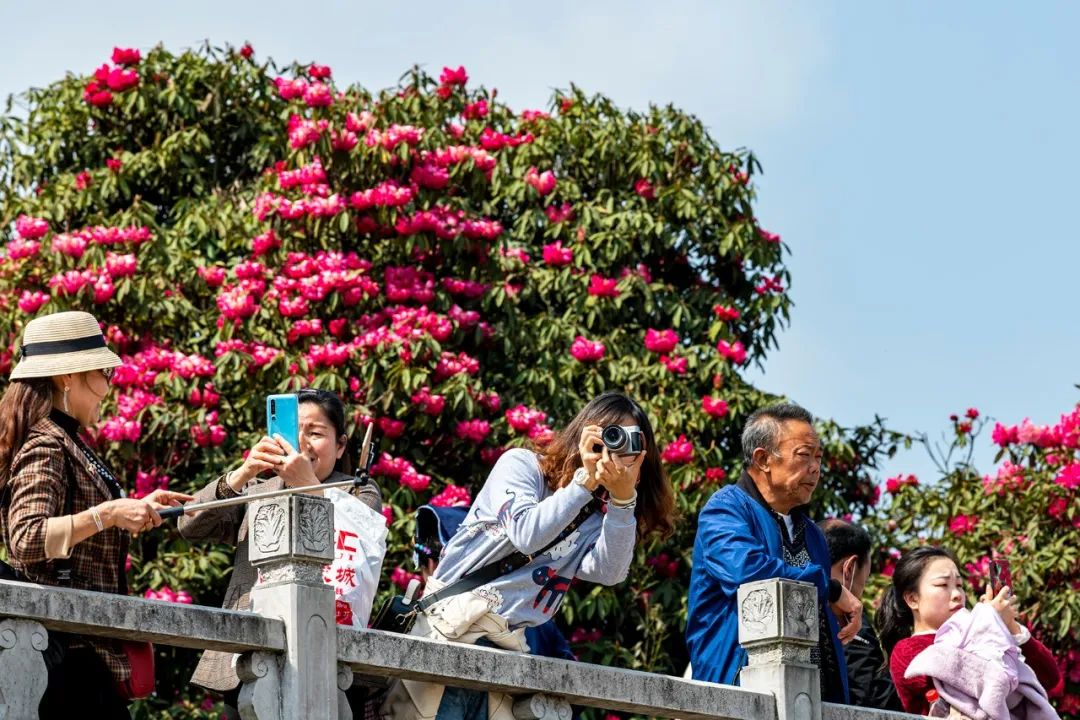 热点｜即将花开成海的百里杜鹃，需要这样游览