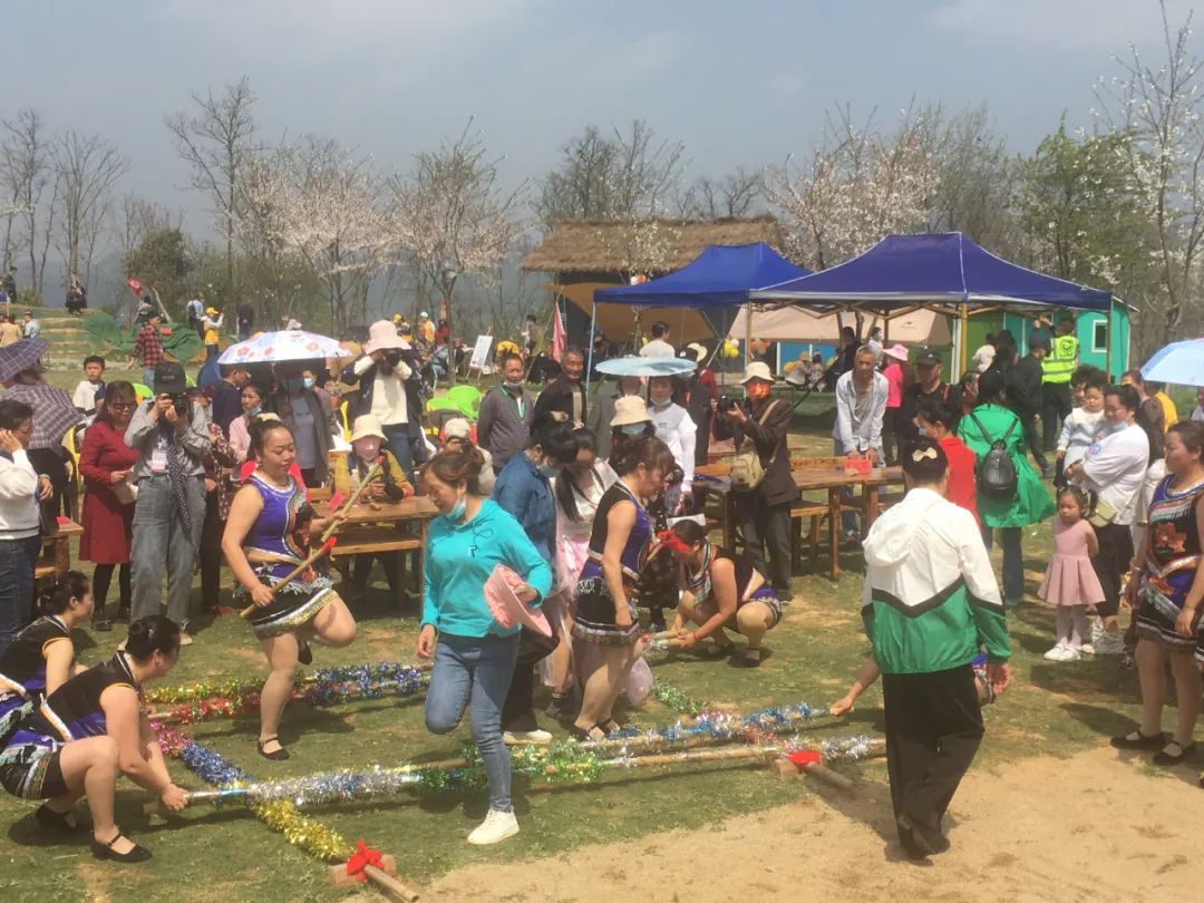 茶艺、花艺、歌舞、市集都搬进樱花园，白云石龙樱花文化节开幕