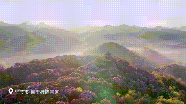 44d0-gif29e126e9eb14d44202a71b55f2a522e6